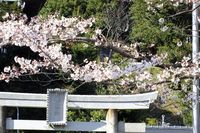 040803白山神社定点