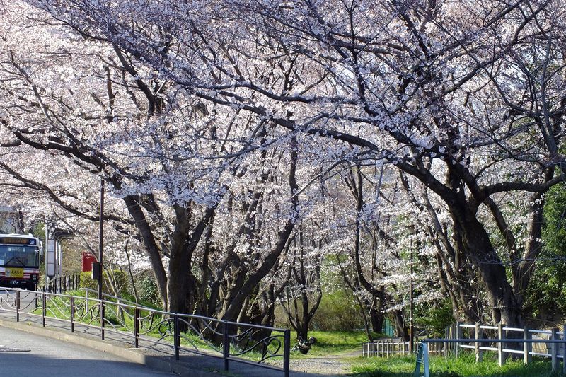 040805白山神社桜トンネル