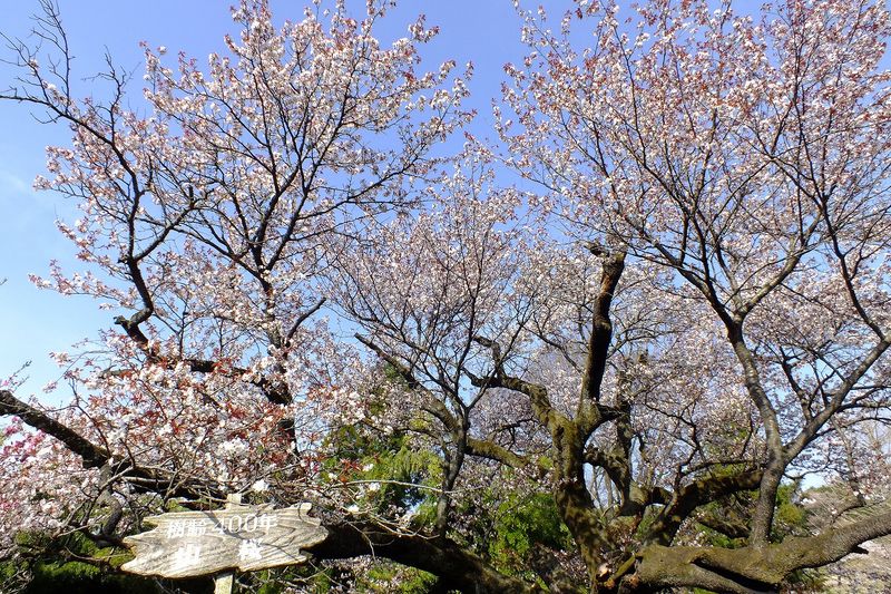 041005黒川樹齢400年の山桜