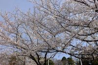 041003白山神社定点