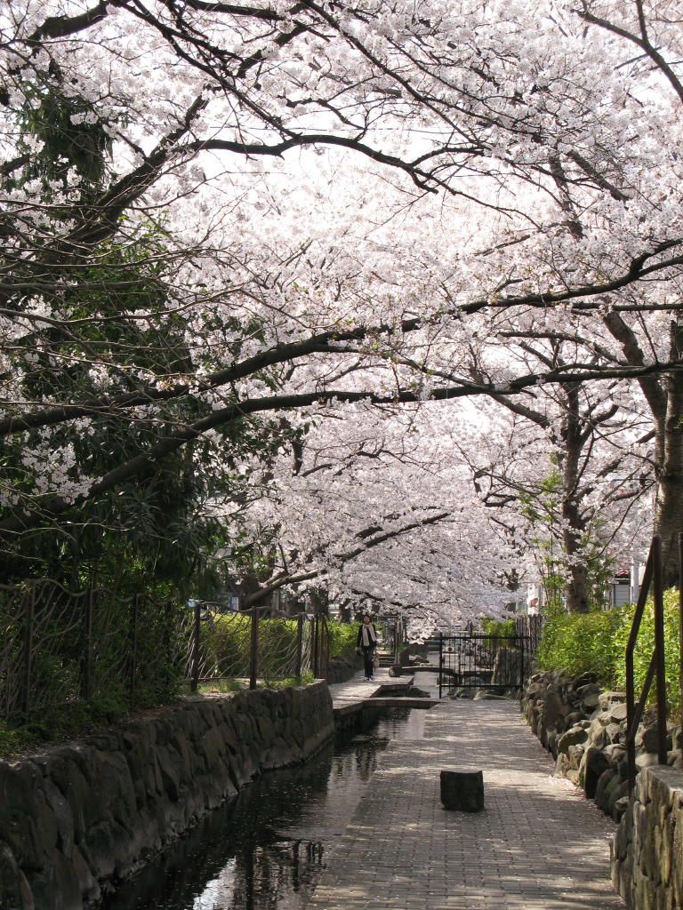 IMG_0014渋川の今井桜_1