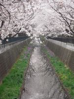 山口橋上流　４月１１日