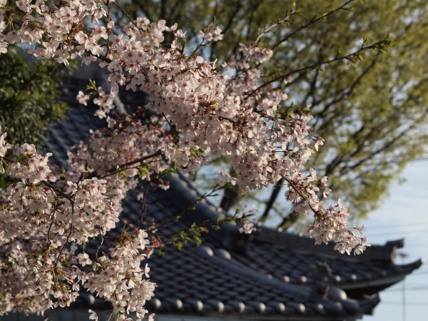 神社桜20120412_07r