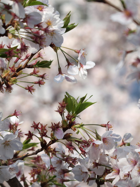 神社桜20120412_16r