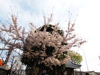 神社桜20120413_04r