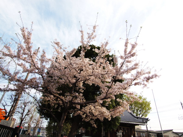 神社桜20120413_04r