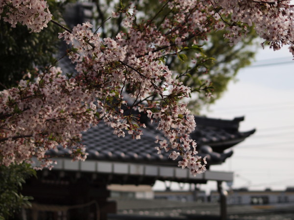 神社桜20120413_10r