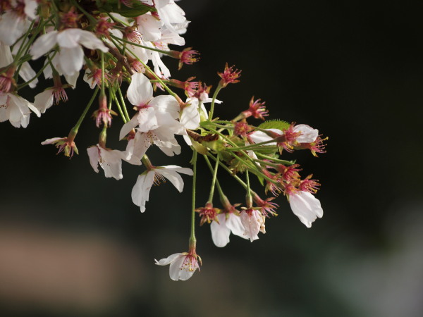 神社桜20120413_11r