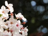 神社桜20120413_19r