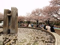 桜20120413_65ｒ