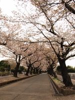 桜20120413_74ｒ