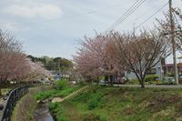 平瀬川041501