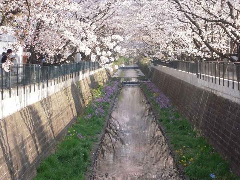 山口橋上流４月１３日