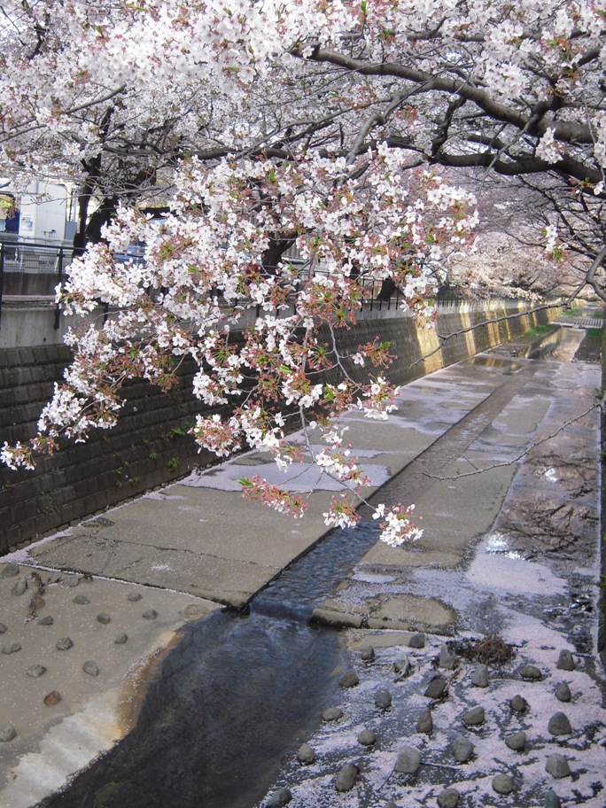 麻生川橋上流左岸花弁の溜り