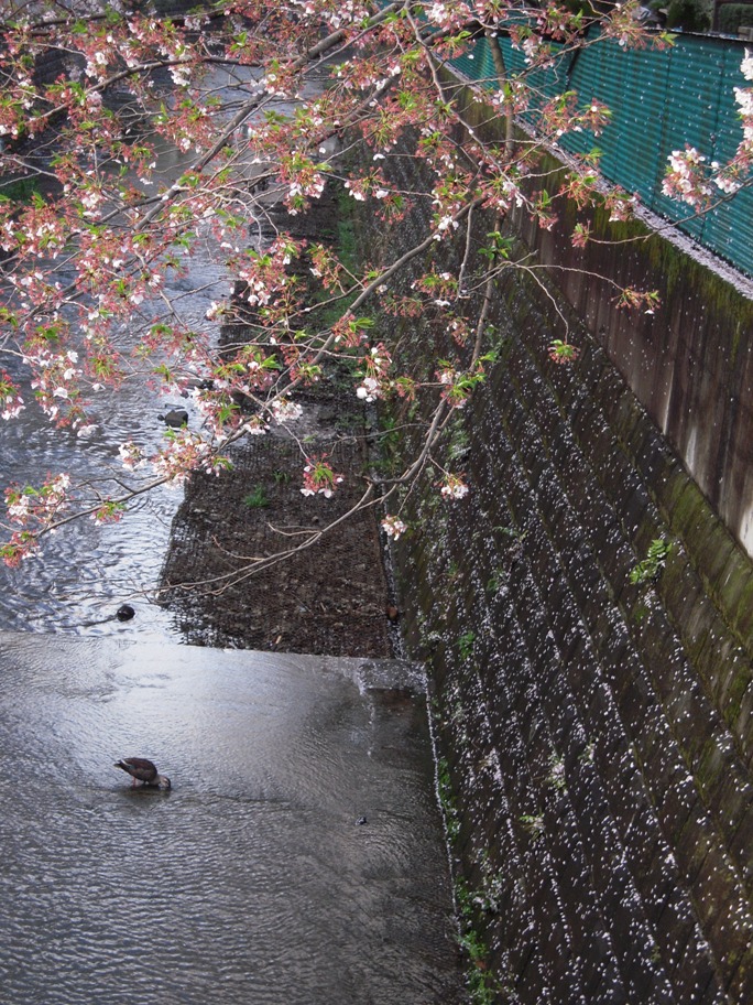 麻生川橋下流右岸４月１５日