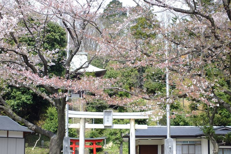 041503白山神社定点