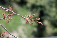 041508白山神社八重桜