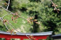 041509白山神社八重桜