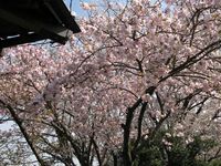 IMG_0003法雲寺の八重桜_1