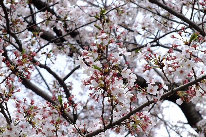 041301白山神社定点