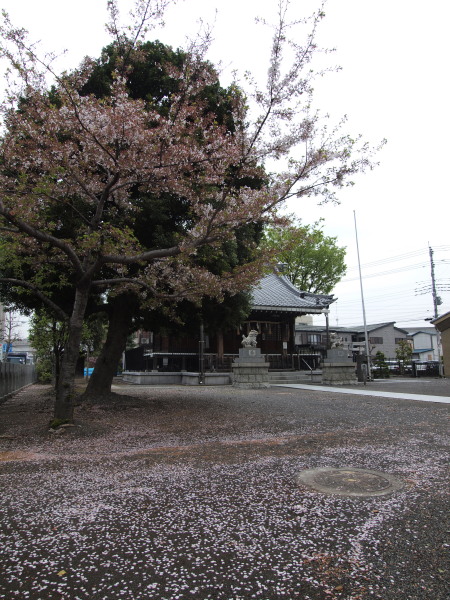 桜20120417_02r