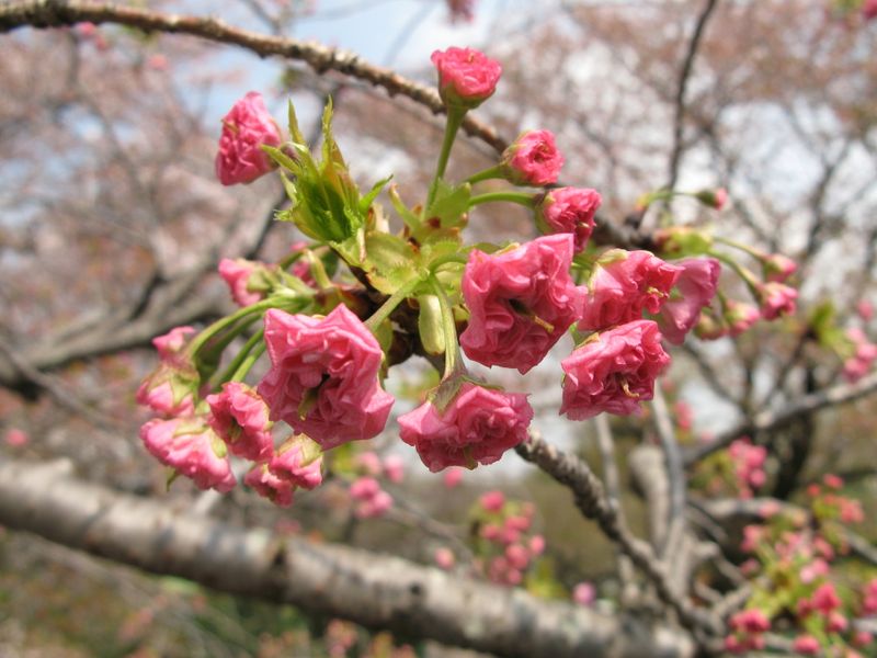 IMG_0003麻生川の八重桜_1