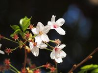 桜・二ヶ領用水20120418_14r