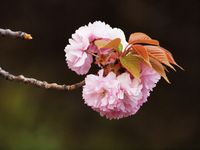 桜・二ヶ領用水20120418_138tr