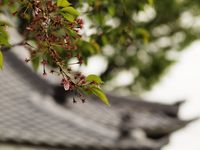 桜20120419_51r