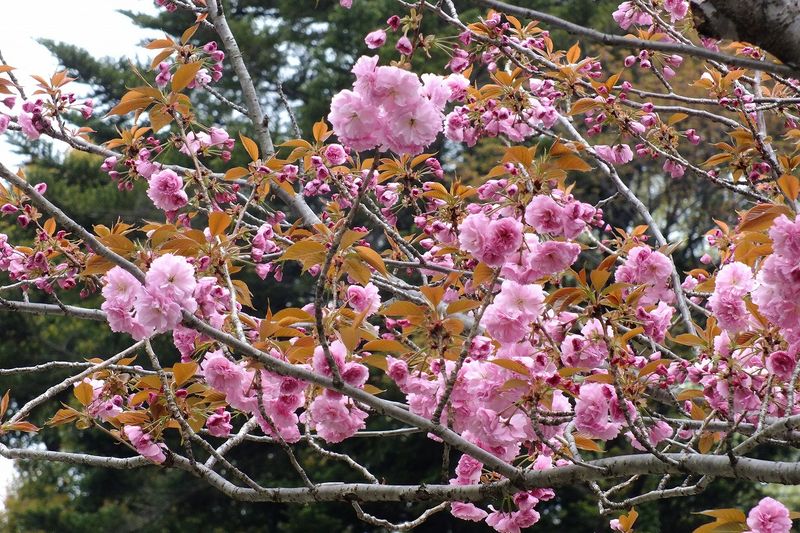042109白山神社八重桜ピンク
