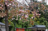 042110白山神社八重桜ピンク