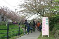 桜祭り01
