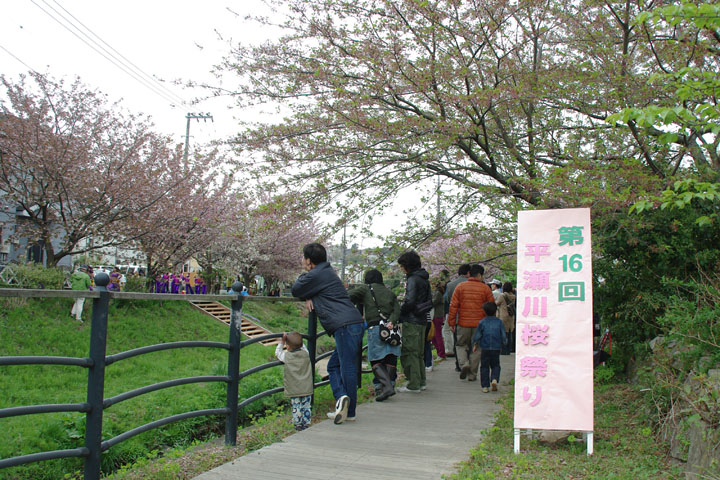 桜祭り01