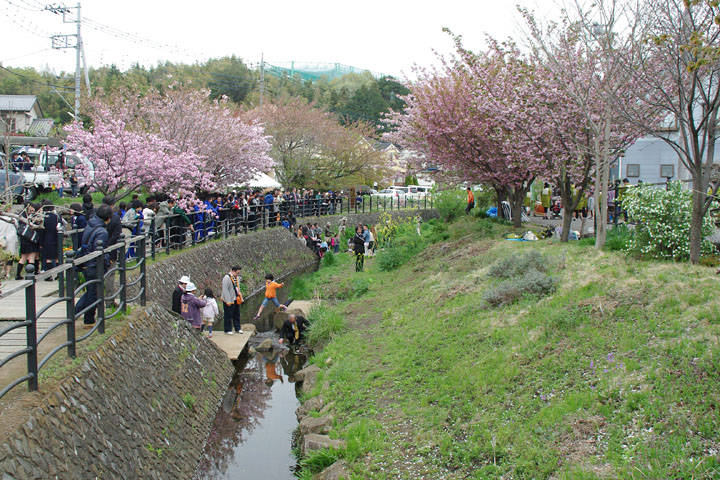 桜祭り05