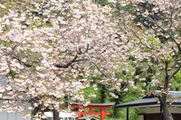 0425F005白山神社八重桜白