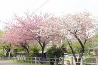 0425F009白山神社回りの八重桜
