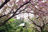 0425F010白山神社回りの八重桜