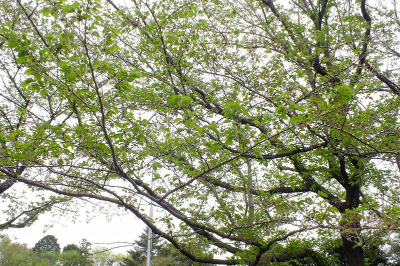 0425F003白山神社定点枝