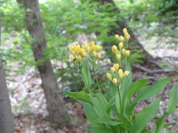 20120511mukaihararyokuchi02