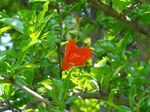 20120526hounji03