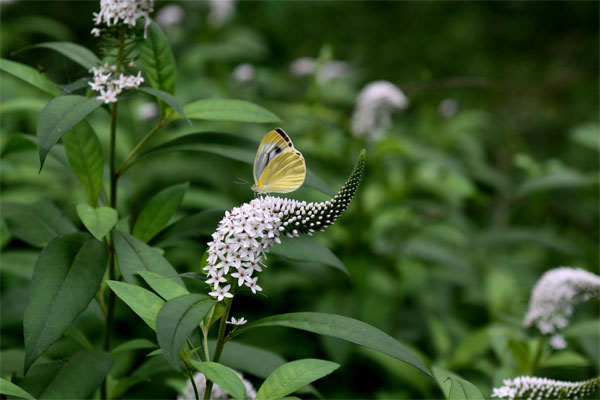 20120618ikutaryokuchi03