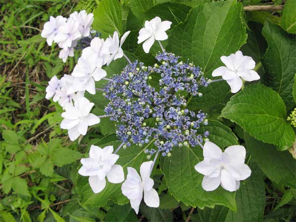 20120623syukoji01