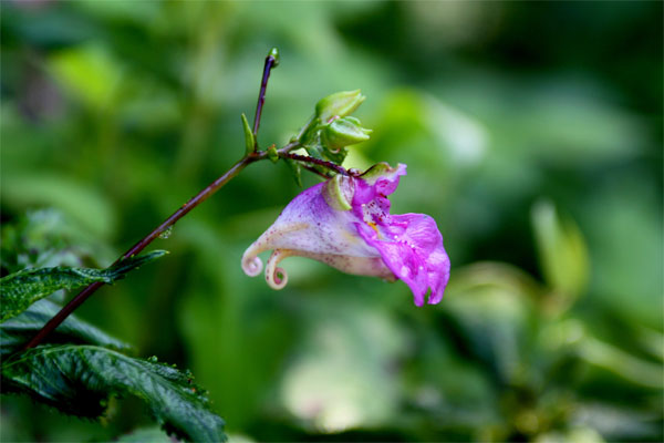 20120907ikutaryokuchi02