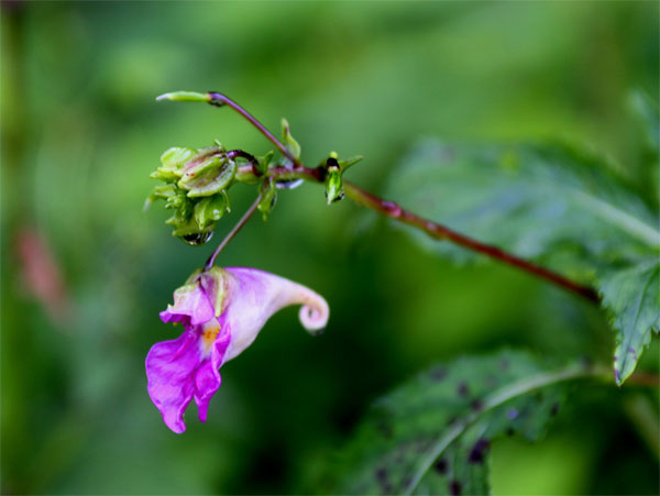 20120907ikutaryokuchi01