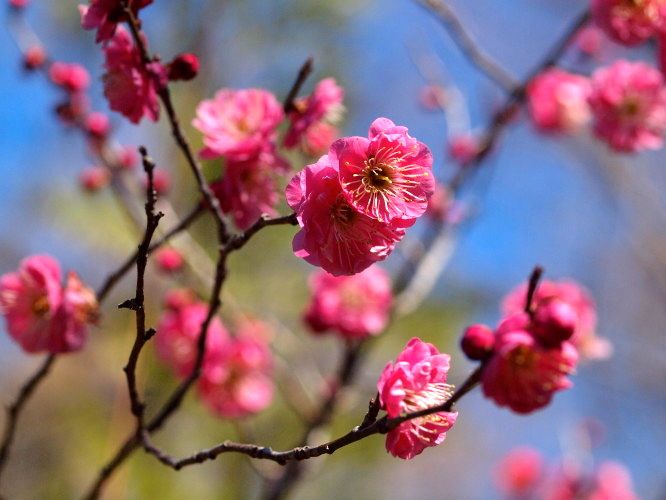 20130213jyokeiji03