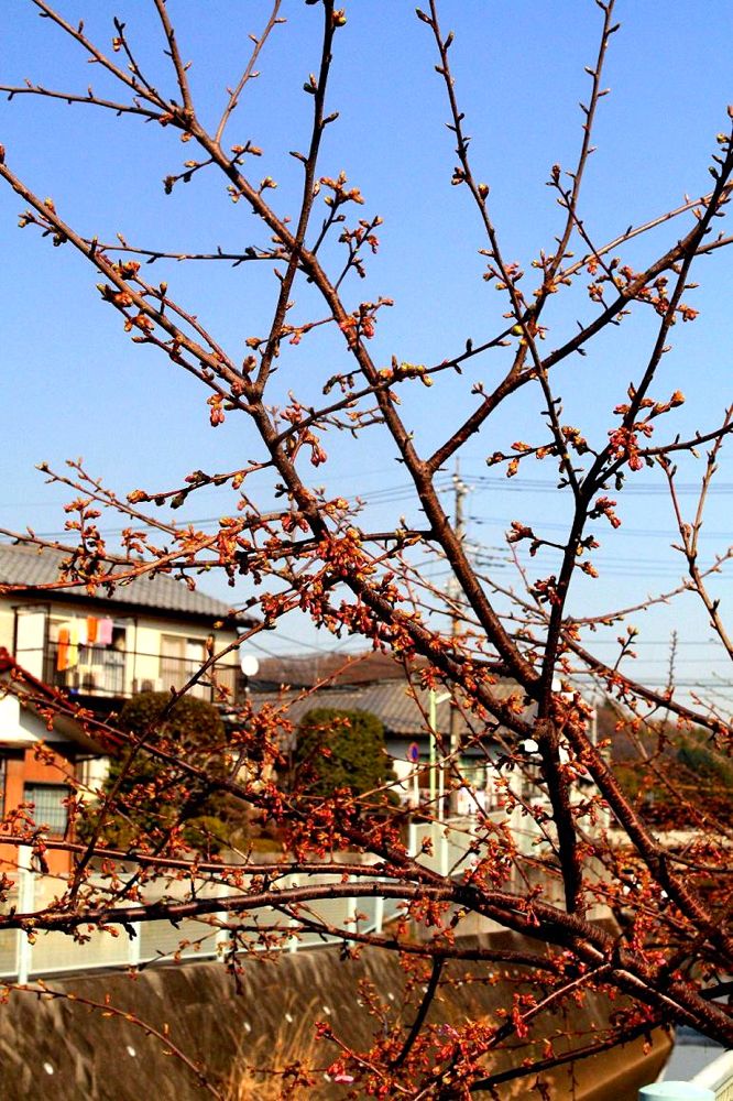 20130228gotandagawa02