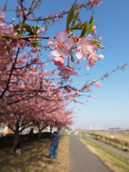 Tamakawazu20130309_06tr