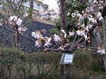 20130311asaokuyakusyo04