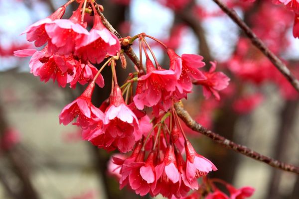 桜 08直前FJ】ヨコハマヒザクラ(横浜緋桜) 90CM JA全農ぐんま - 花