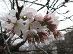 20130318麻生川橋付近の桜02